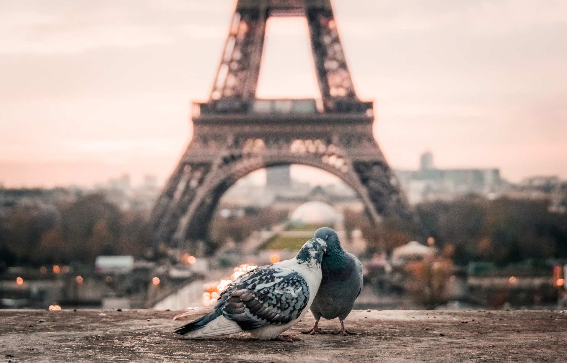 Two bird kiss with Eiffel Tower in Background